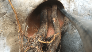 remove tree roots from sewer lines in Mount Holly